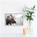 Picture of Elliot, the moose _GroupedProduct_Rectangle_Landscape_Photography _GroupedProduct_Rectangle_Landscape_Canvas_Framed_