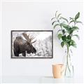 Picture of Elliot, the moose _GroupedProduct_Rectangle_Landscape_Photography _GroupedProduct_Rectangle_Landscape_Canvas_Framed_