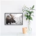 Picture of Elliot, the moose _GroupedProduct_Rectangle_Landscape_Photography _GroupedProduct_Rectangle_Landscape_Canvas_Framed_
