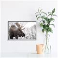 Picture of Elliot, the moose _GroupedProduct_Rectangle_Landscape_Photography _GroupedProduct_Rectangle_Landscape_Canvas_Framed_
