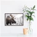 Picture of Elliot, the moose _GroupedProduct_Rectangle_Landscape_Photography _GroupedProduct_Rectangle_Landscape_Canvas_Framed_