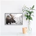 Picture of Elliot, the moose _GroupedProduct_Rectangle_Landscape_Photography _GroupedProduct_Rectangle_Landscape_Canvas_Framed_