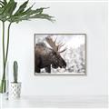 Picture of Elliot, the moose _GroupedProduct_Rectangle_Landscape_Photography _GroupedProduct_Rectangle_Landscape_Canvas_Framed_
