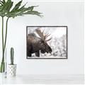 Picture of Elliot, the moose _GroupedProduct_Rectangle_Landscape_Photography _GroupedProduct_Rectangle_Landscape_Canvas_Framed_
