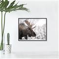 Picture of Elliot, the moose _GroupedProduct_Rectangle_Landscape_Photography _GroupedProduct_Rectangle_Landscape_Canvas_Framed_