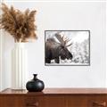 Picture of Elliot, the moose _GroupedProduct_Rectangle_Landscape_Photography _GroupedProduct_Rectangle_Landscape_Canvas_Framed_