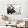 Picture of Elliot, the moose _GroupedProduct_Rectangle_Landscape_Photography _GroupedProduct_Rectangle_Landscape_Canvas_Framed_