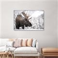 Picture of Elliot, the moose _GroupedProduct_Rectangle_Landscape_Photography _GroupedProduct_Rectangle_Landscape_Canvas_Framed_