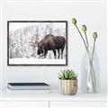 Picture of Winter Moose _GroupedProduct_Rectangle_Landscape_Photography _GroupedProduct_Rectangle_Landscape_Canvas_Framed_