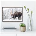 Picture of Winter Moose _GroupedProduct_Rectangle_Landscape_Photography _GroupedProduct_Rectangle_Landscape_Canvas_Framed_