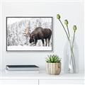 Picture of Winter Moose _GroupedProduct_Rectangle_Landscape_Photography _GroupedProduct_Rectangle_Landscape_Canvas_Framed_