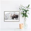 Picture of Winter Moose _GroupedProduct_Rectangle_Landscape_Photography _GroupedProduct_Rectangle_Landscape_Canvas_Framed_