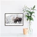 Picture of Winter Moose _GroupedProduct_Rectangle_Landscape_Photography _GroupedProduct_Rectangle_Landscape_Canvas_Framed_