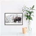 Picture of Winter Moose _GroupedProduct_Rectangle_Landscape_Photography _GroupedProduct_Rectangle_Landscape_Canvas_Framed_