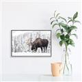 Picture of Winter Moose _GroupedProduct_Rectangle_Landscape_Photography _GroupedProduct_Rectangle_Landscape_Canvas_Framed_
