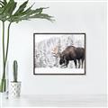 Picture of Winter Moose _GroupedProduct_Rectangle_Landscape_Photography _GroupedProduct_Rectangle_Landscape_Canvas_Framed_