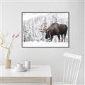 Picture of Winter Moose _GroupedProduct_Rectangle_Landscape_Photography _GroupedProduct_Rectangle_Landscape_Canvas_Framed_