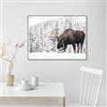 Picture of Winter Moose _GroupedProduct_Rectangle_Landscape_Photography _GroupedProduct_Rectangle_Landscape_Canvas_Framed_