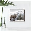 Picture of Staring Back _GroupedProduct_Rectangle_Landscape_Photography _GroupedProduct_Rectangle_Landscape_Canvas_Framed_