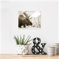 Picture of Elliot, the moose _GroupedProduct_Rectangle_Landscape_Photography _GroupedProduct_Rectangle_Landscape_Unframed_Print_Only_