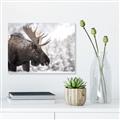 Picture of Elliot, the moose _GroupedProduct_Rectangle_Landscape_Photography _GroupedProduct_Rectangle_Landscape_Unframed_Print_Only_