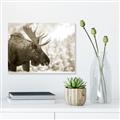 Picture of Elliot, the moose _GroupedProduct_Rectangle_Landscape_Photography _GroupedProduct_Rectangle_Landscape_Unframed_Print_Only_