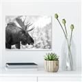 Picture of Elliot, the moose _GroupedProduct_Rectangle_Landscape_Photography _GroupedProduct_Rectangle_Landscape_Unframed_Print_Only_
