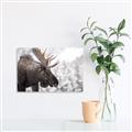 Picture of Elliot, the moose _GroupedProduct_Rectangle_Landscape_Photography _GroupedProduct_Rectangle_Landscape_Unframed_Print_Only_