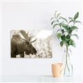 Picture of Elliot, the moose _GroupedProduct_Rectangle_Landscape_Photography _GroupedProduct_Rectangle_Landscape_Unframed_Print_Only_