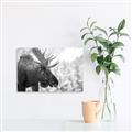 Picture of Elliot, the moose _GroupedProduct_Rectangle_Landscape_Photography _GroupedProduct_Rectangle_Landscape_Unframed_Print_Only_