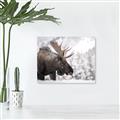 Picture of Elliot, the moose _GroupedProduct_Rectangle_Landscape_Photography _GroupedProduct_Rectangle_Landscape_Unframed_Print_Only_