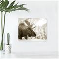 Picture of Elliot, the moose _GroupedProduct_Rectangle_Landscape_Photography _GroupedProduct_Rectangle_Landscape_Unframed_Print_Only_