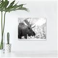 Picture of Elliot, the moose _GroupedProduct_Rectangle_Landscape_Photography _GroupedProduct_Rectangle_Landscape_Unframed_Print_Only_
