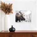 Picture of Elliot, the moose _GroupedProduct_Rectangle_Landscape_Photography _GroupedProduct_Rectangle_Landscape_Unframed_Print_Only_