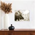 Picture of Elliot, the moose _GroupedProduct_Rectangle_Landscape_Photography _GroupedProduct_Rectangle_Landscape_Unframed_Print_Only_