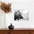 Picture of Elliot, the moose _GroupedProduct_Rectangle_Landscape_Photography _GroupedProduct_Rectangle_Landscape_Unframed_Print_Only_