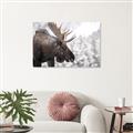 Picture of Elliot, the moose _GroupedProduct_Rectangle_Landscape_Photography _GroupedProduct_Rectangle_Landscape_Unframed_Print_Only_