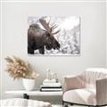 Picture of Elliot, the moose _GroupedProduct_Rectangle_Landscape_Photography _GroupedProduct_Rectangle_Landscape_Unframed_Print_Only_