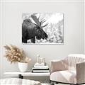 Picture of Elliot, the moose _GroupedProduct_Rectangle_Landscape_Photography _GroupedProduct_Rectangle_Landscape_Unframed_Print_Only_