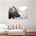 Picture of Elliot, the moose _GroupedProduct_Rectangle_Landscape_Photography _GroupedProduct_Rectangle_Landscape_Unframed_Print_Only_