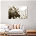 Picture of Elliot, the moose _GroupedProduct_Rectangle_Landscape_Photography _GroupedProduct_Rectangle_Landscape_Unframed_Print_Only_