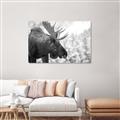 Picture of Elliot, the moose _GroupedProduct_Rectangle_Landscape_Photography _GroupedProduct_Rectangle_Landscape_Unframed_Print_Only_