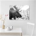 Picture of Elliot, the moose _GroupedProduct_Rectangle_Landscape_Photography _GroupedProduct_Rectangle_Landscape_Unframed_Print_Only_