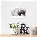 Picture of Winter Moose _GroupedProduct_Rectangle_Landscape_Photography _GroupedProduct_Rectangle_Landscape_Unframed_Print_Only_