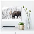Picture of Winter Moose _GroupedProduct_Rectangle_Landscape_Photography _GroupedProduct_Rectangle_Landscape_Unframed_Print_Only_