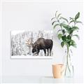 Picture of Winter Moose _GroupedProduct_Rectangle_Landscape_Photography _GroupedProduct_Rectangle_Landscape_Unframed_Print_Only_