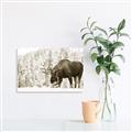 Picture of Winter Moose _GroupedProduct_Rectangle_Landscape_Photography _GroupedProduct_Rectangle_Landscape_Unframed_Print_Only_