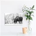 Picture of Winter Moose _GroupedProduct_Rectangle_Landscape_Photography _GroupedProduct_Rectangle_Landscape_Unframed_Print_Only_