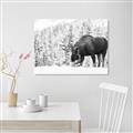 Picture of Winter Moose _GroupedProduct_Rectangle_Landscape_Photography _GroupedProduct_Rectangle_Landscape_Unframed_Print_Only_