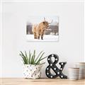 Picture of Fluffy Friend _GroupedProduct_Rectangle_Landscape_Photography _GroupedProduct_Rectangle_Landscape_Unframed_Print_Only_